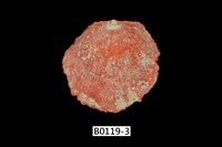 藏品(海菊蛤)的圖片